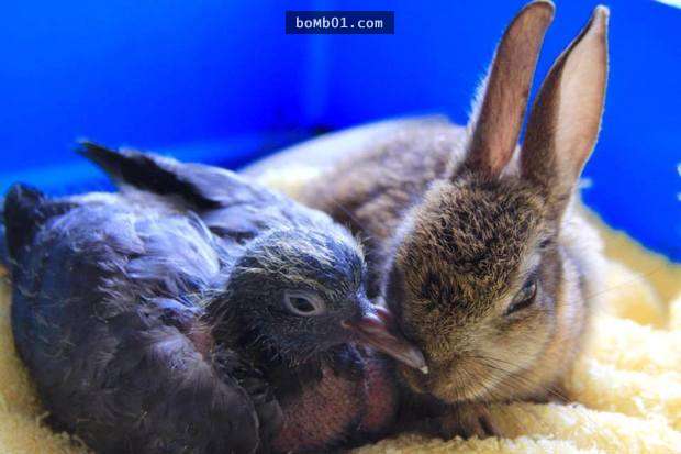 志工把小兔子和小鴿子用障礙物隔開生活，沒想到幾天後卻看到讓人難以置信的一幕！