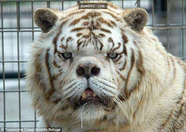這隻被稱為「世界最醜的白老虎」長相令很多人都驚訝不已，但牠背後的身世才更讓人忍不住全身發抖…
