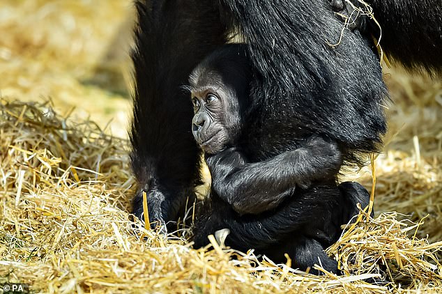 瀕危大猩猩生了！4個月猩寶好奇初見客　緊巴母猩猩身上：馬麻～他們是誰？