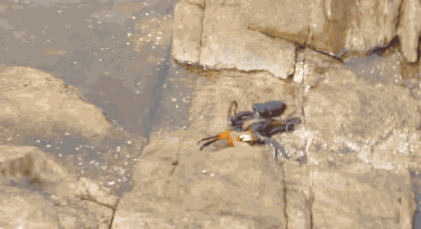螃蟹過河沒料到「有刺客」　章魚硬拖下去當大餐了