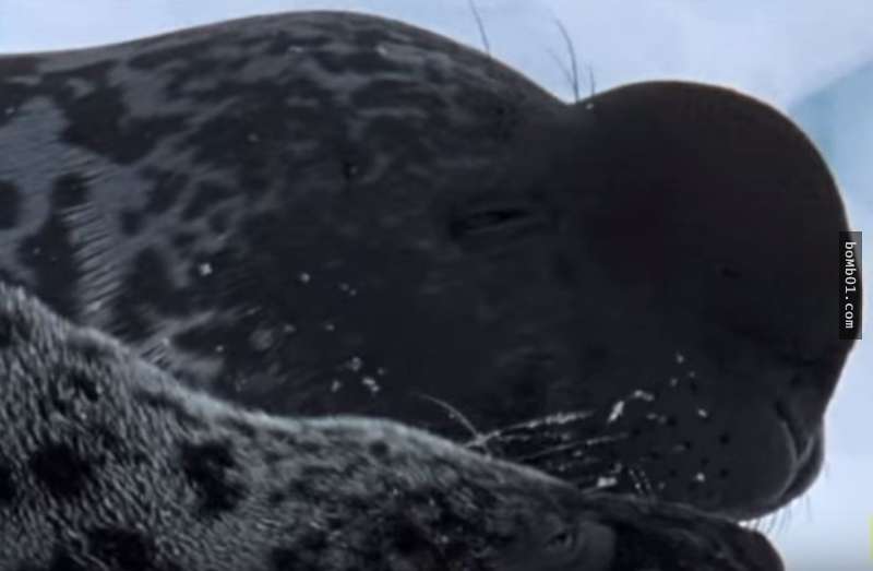 這種超奇怪的海豹只要一生氣就會「膨脹成一顆氣球」，神奇的畫面讓大家都看呆了！