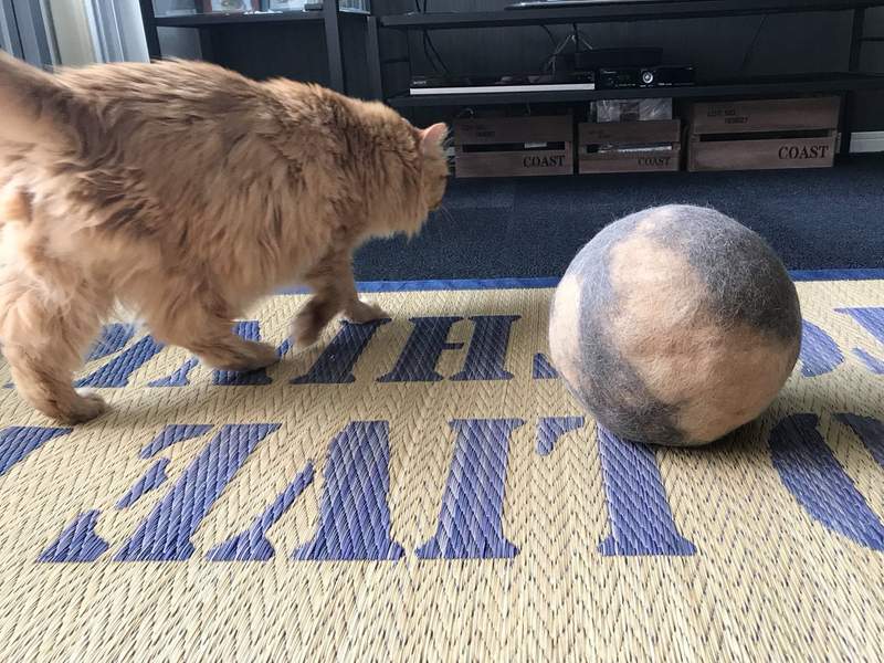 泥看看自己掉了多少毛毛～　貓奴收集「貓毛球」3年迸出一顆籃球