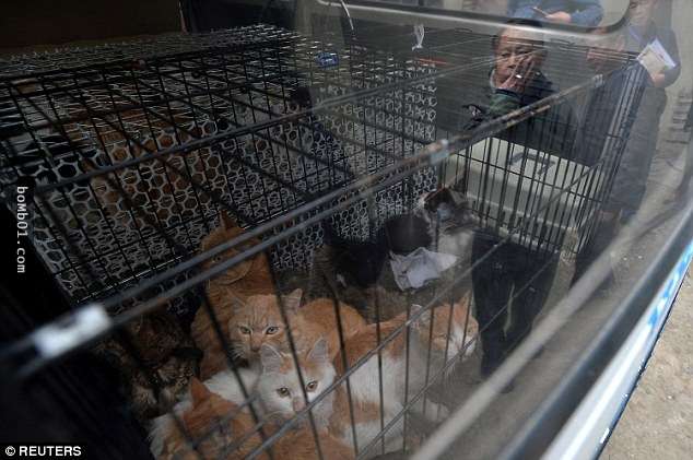 中國「偽愛貓人士」假裝領養每天卻屠殺100隻貓，當大家看到他變態的「祕密倉庫」時忍不住都閉上眼睛…