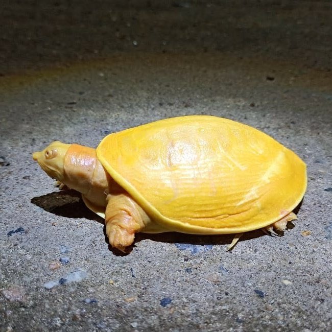 是泡過顏料？　印度發現超罕見「金色烏龜」　顏色鮮豔「金光閃閃」超耀眼