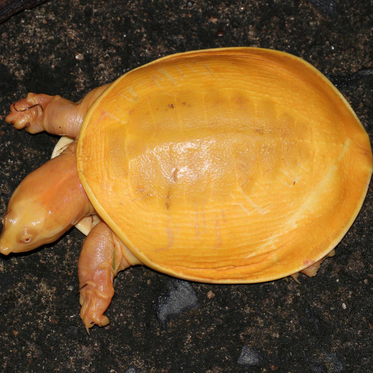 這隻很純！罕見「黃金龜」圓潤現身　專家：史上只有發現2次！