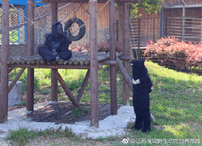 動物園大猩猩舉止「人模人樣」　遊客崩潰：根本是人類假扮的！