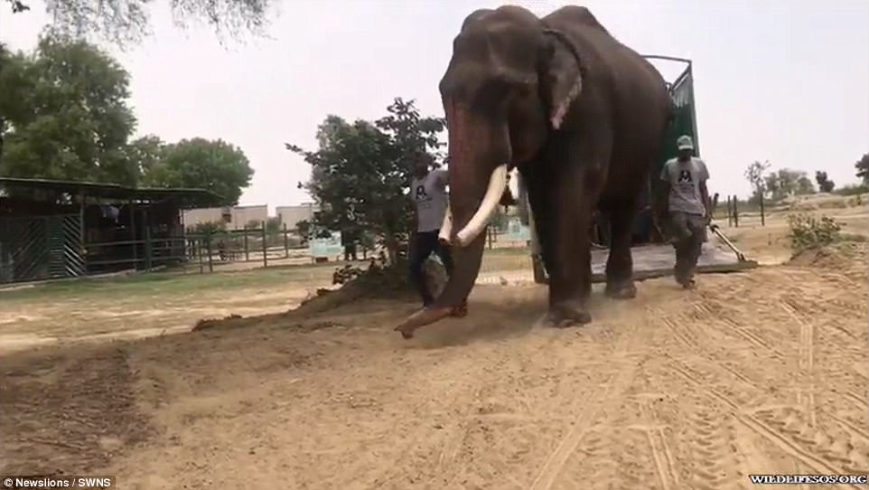 這頭被村民囚禁的大象50多年來「第一次可以脫去鎖鏈」，牠確認獲得自由後的反應讓志工都泛淚！