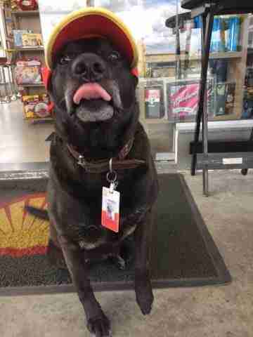遭遺棄狗狗被加油站「請來當員工」　從此每天掛笑臉上班超會服務人