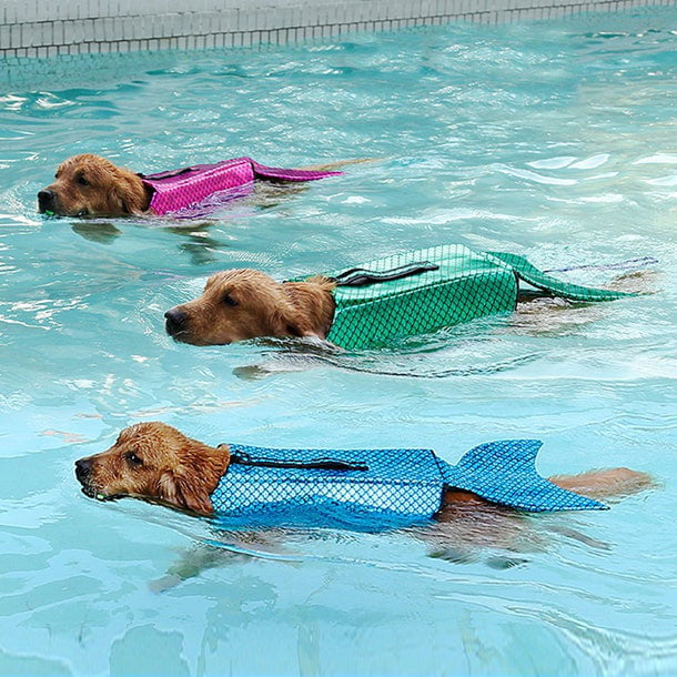 很欠買！超萌「美人魚救生衣」專給狗狗　下水變「一隻魚在游」太古錐❤