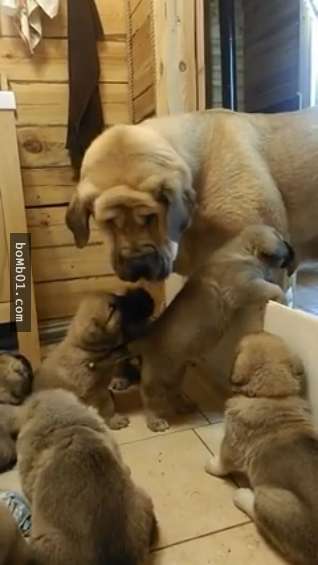 西班牙獒犬媽媽面對一整窩的寶寶超有耐心，主人下一秒拍到的「天堂治癒奇景」讓人心都融化了！