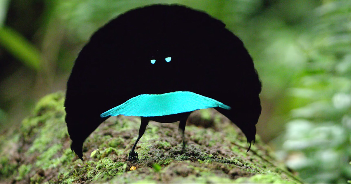 最黑生物！　奇幻「天堂鳥」吸收將近100%光線　超罕見「螢光藍求偶舞」太貴氣！