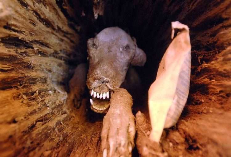 「死亡過程很心酸」的狗狗被困在樹幹裡　50年後才終於被伐木工人發現送進博物館
