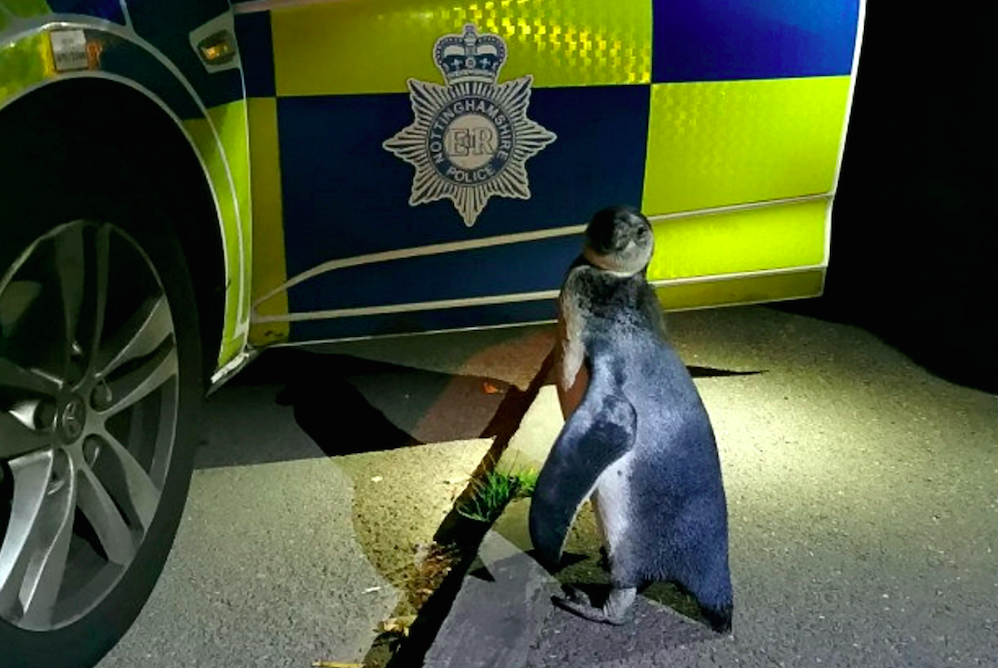半夜巡邏看到有黑影遊蕩！　警察當街逮到「逃家企鵝」傻眼：哪個單位的