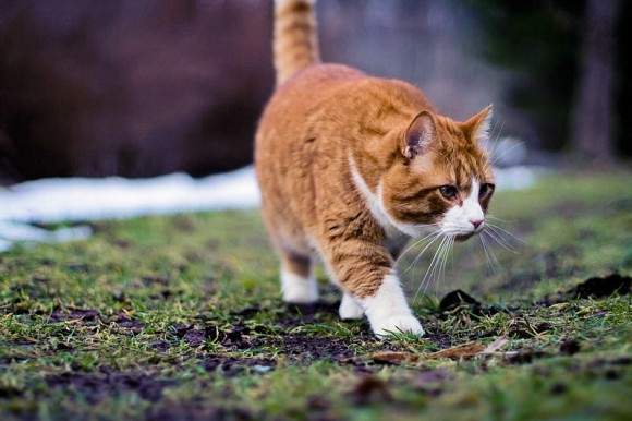9個秒懂「橘子貓魅力」的小知識　收容所裡的橘子貓等著大家領養