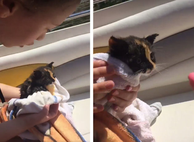遭遺棄大海的貓咪「發出求救聲」！　好心人馬上靠近及時救了牠一命