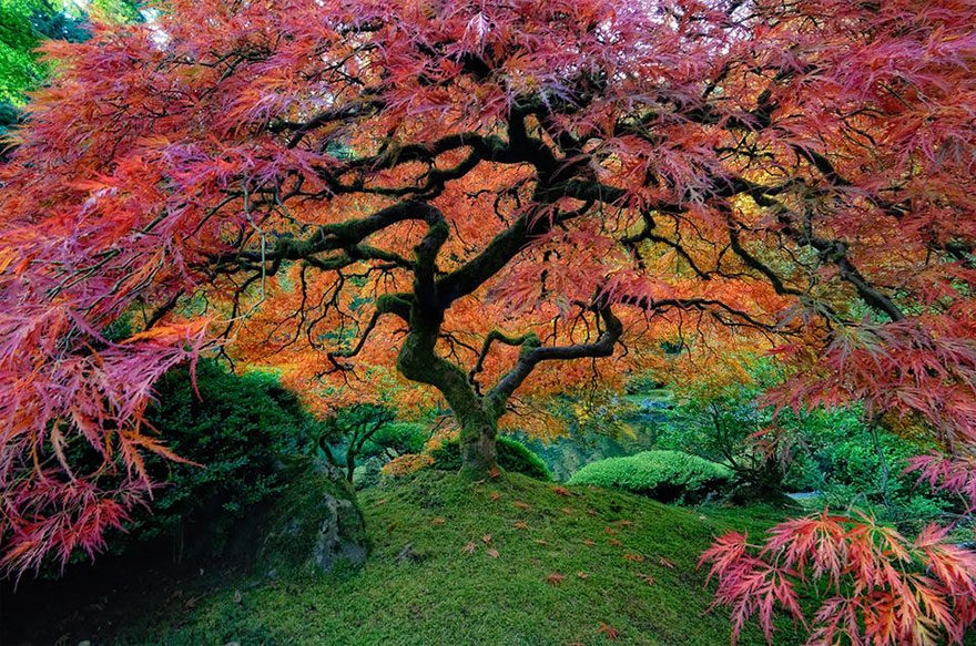 美翻整個世界　16顆「讓大家彷彿置身宮崎駿世界」的夢幻樹