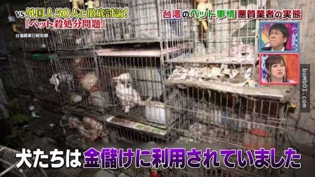 日本節目談「台灣狗狗繁殖場殘忍的真相」，人類購買的可愛寵物狗…牠的媽媽很悽慘啊！