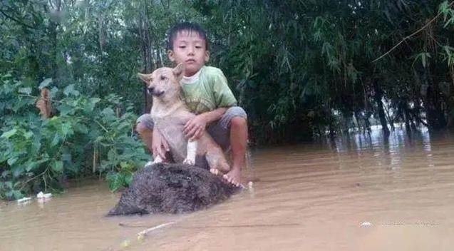 洪水淹沒家園！小主人抱愛犬「石頭上等救援」　阿汪「共患難」表情超可愛