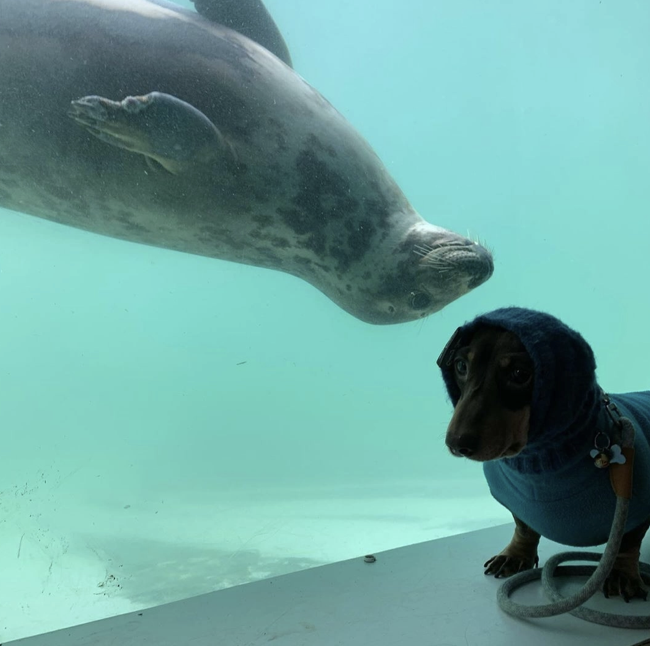 呆萌小臘腸穿帽T參觀水族館　海豹看到「同伴」嗨了：你怎麼在外面？
