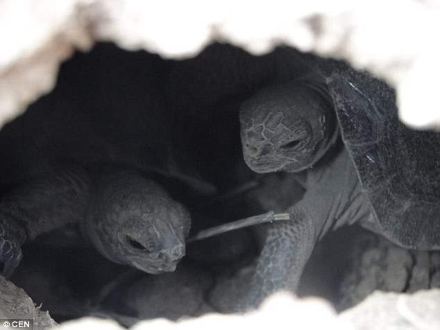 消失百年的全世界最大陸龜「現身」　科學家超興奮：超過10隻是烏龜寶寶