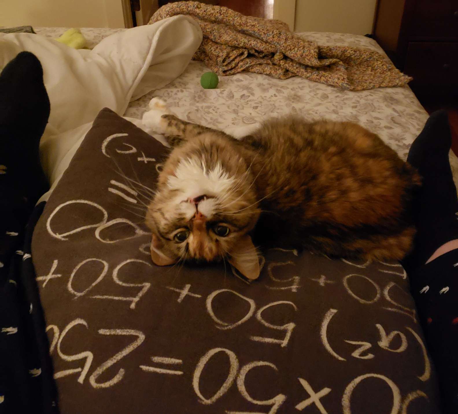 阿嬤的愛！貓貓收到「專屬編織小沙發」　不再趴主人膝蓋改躺這：好素西哦～