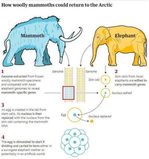 哈佛科學家想重現「冰河期物種」！　已取得「最古老DNA」將復活猛瑪象