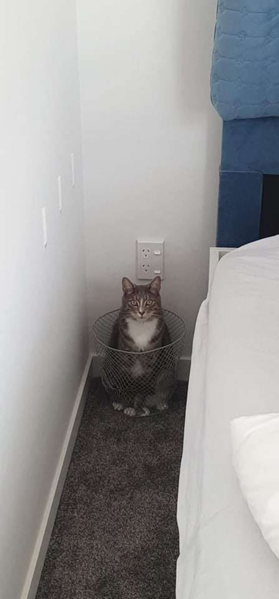 才離開房間5分鐘…回來發現「垃圾桶有陌生貓」　租客傻眼：這房間是牠的