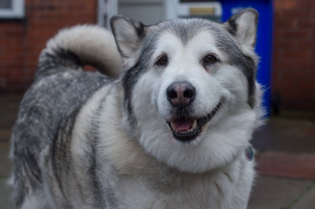 雪橇犬被指控「兇惡亂咬人」上法庭　法官一看判無罪：太胖不可能