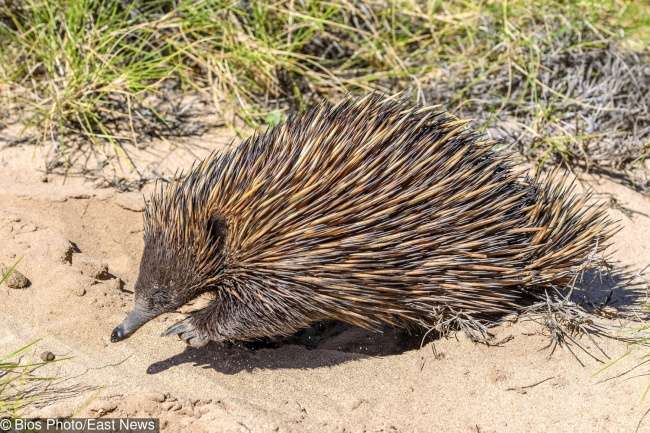 25張澳洲照片展現「他們其實生活在別的星球」　駕馭野生動物的能力完全是另一個戰鬥民族