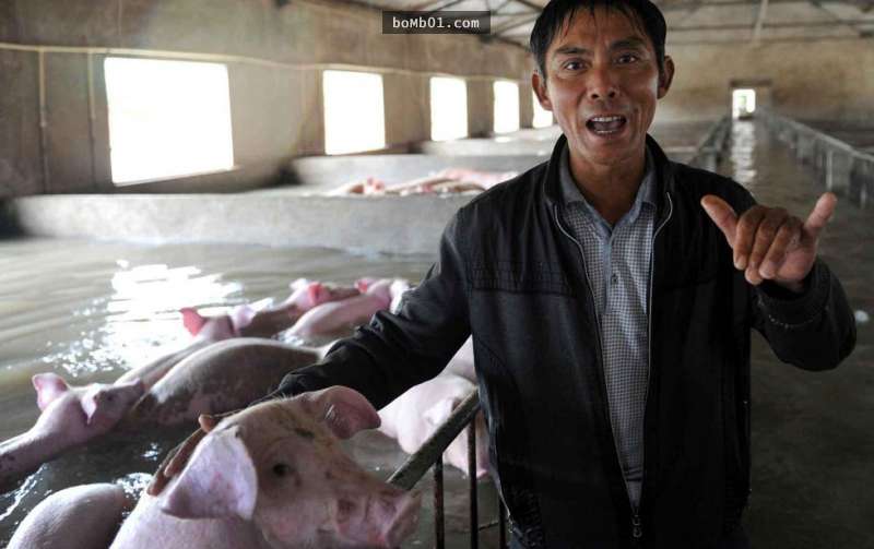 他因為失控的洪水無法救出自己照顧的6000多頭豬，結果一時忍不住就在豬隻面前…