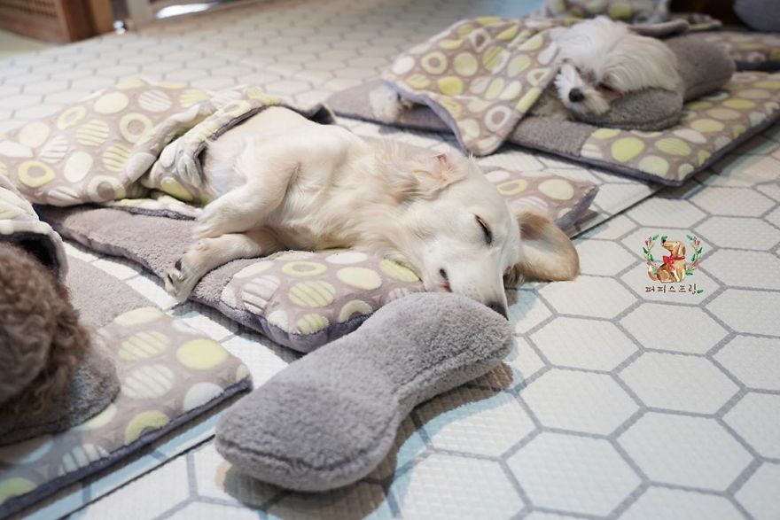 毛孩也懂蓋被被睡搞搞！　韓國「狗狗幼兒園」午睡照片各種激萌畫面