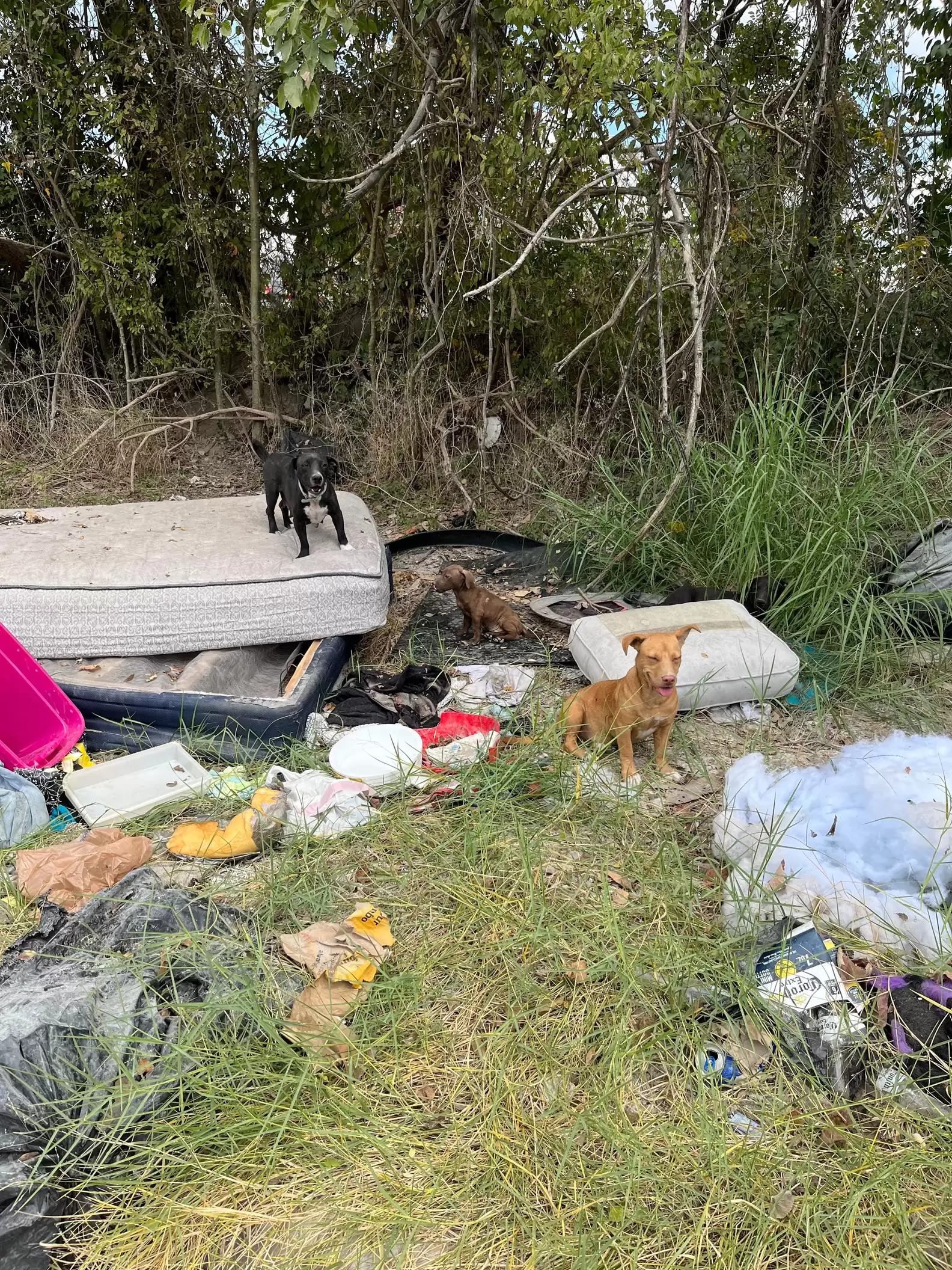 以為垃圾場是家！「狗狗家族」被整批遺棄垃圾場　志工一口氣全救走