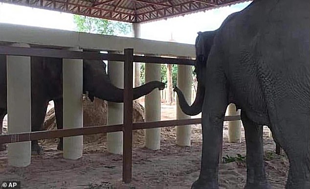 「世界最孤獨大象」有朋友了！　8年來首跟同類接觸...害羞碰鼻：你好