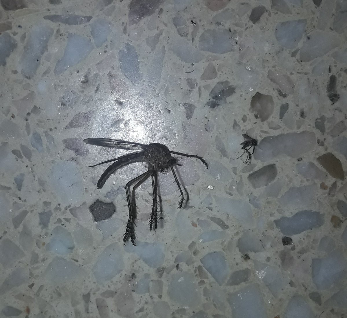 家裡驚現「超巨大蚊子」　網友看到全身軟：普通蚊子的10倍大