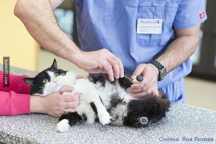 這隻貓咪後腿受傷後醫生突發奇想決定給牠「安裝義肢」，牠現在開心蹦跳的樣子把所有人都萌翻了！