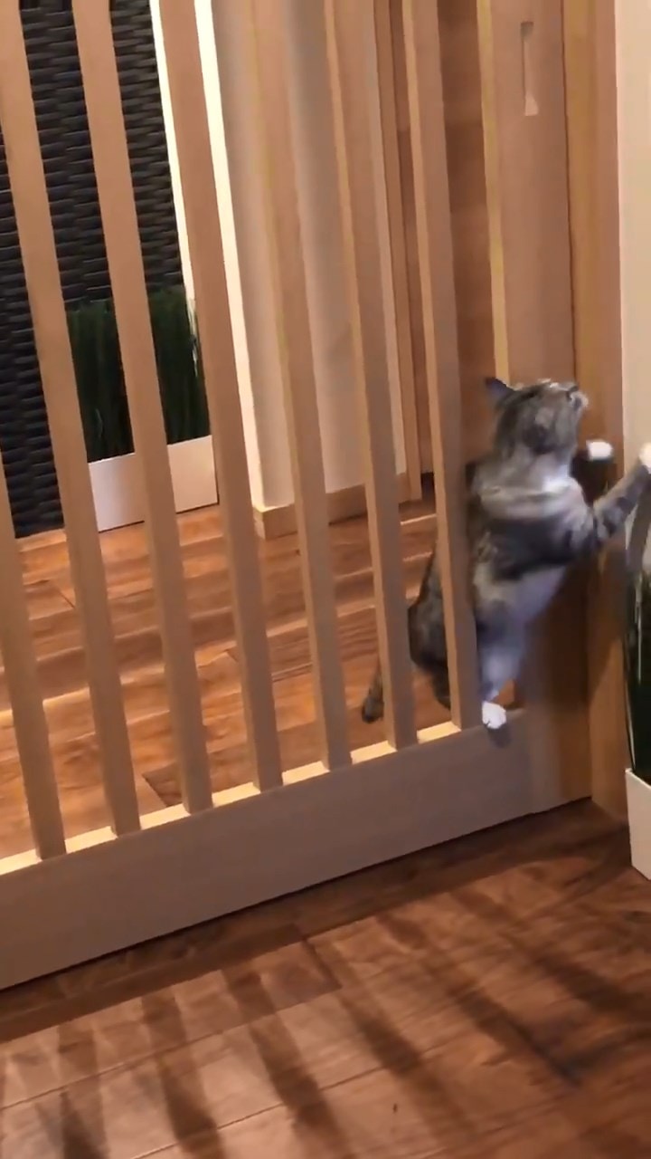 蓋柵欄後「貓咪還是整間跑」　牠超不屑穿牆示範：這也想攔住我？