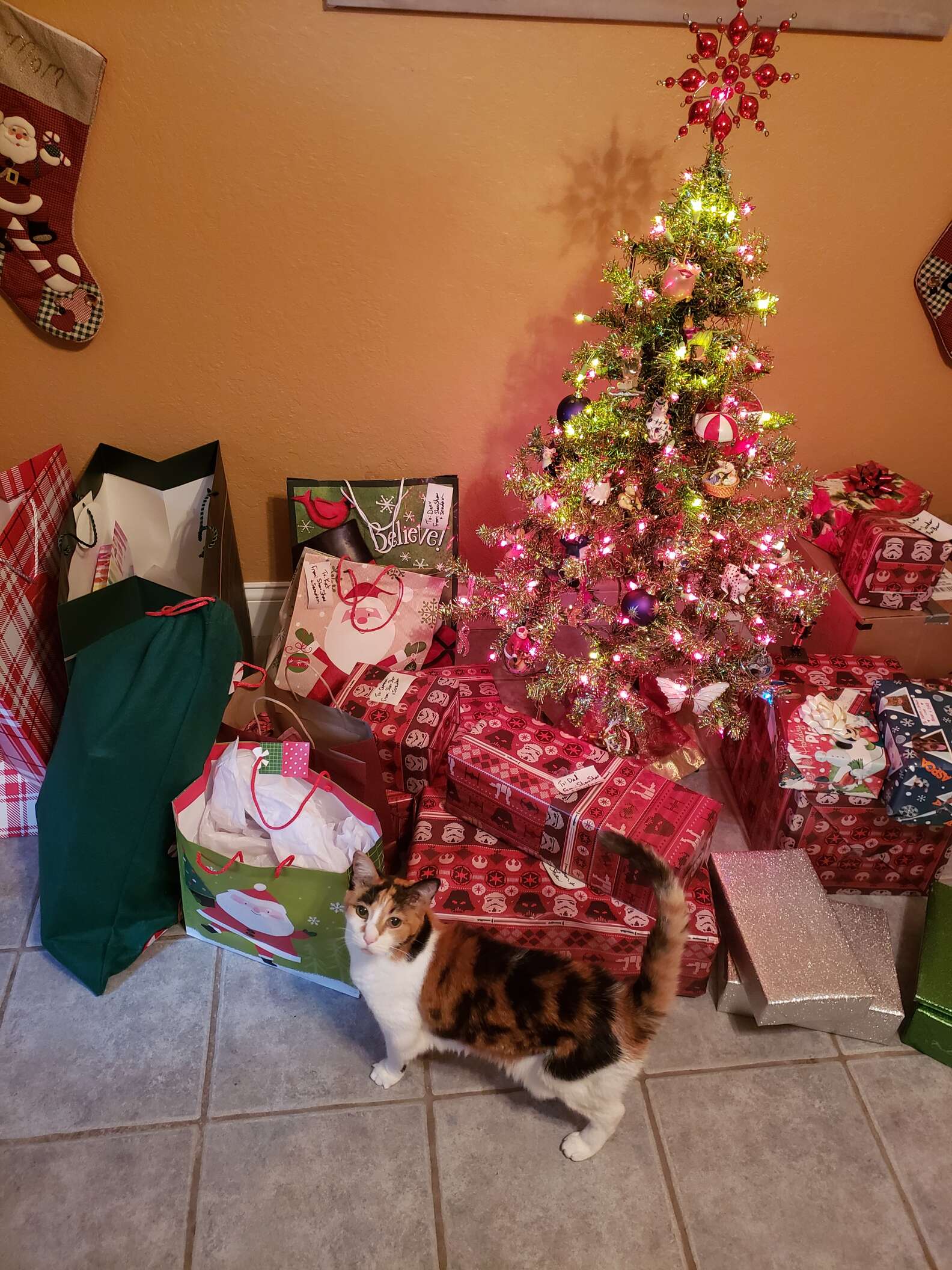 時間不要那麼快～　老貓不捨聖誕節　家人特製「365天聖誕樹」天天陪牠