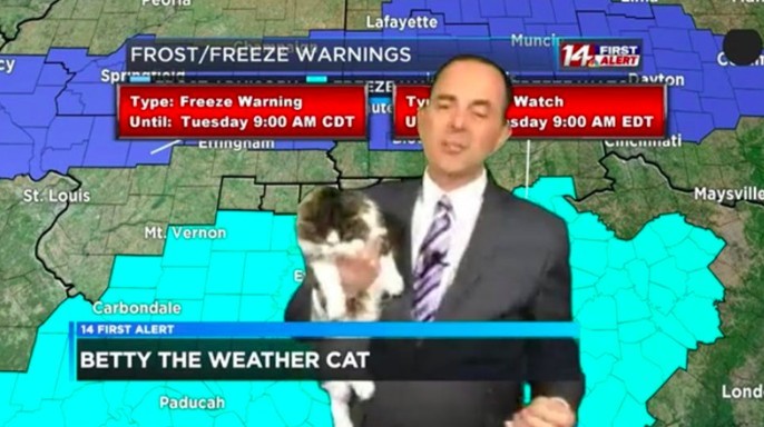 在家上班！氣象主播報一半「愛貓入鏡狂撒嬌」　觀眾笑翻：喵主播報得很好～