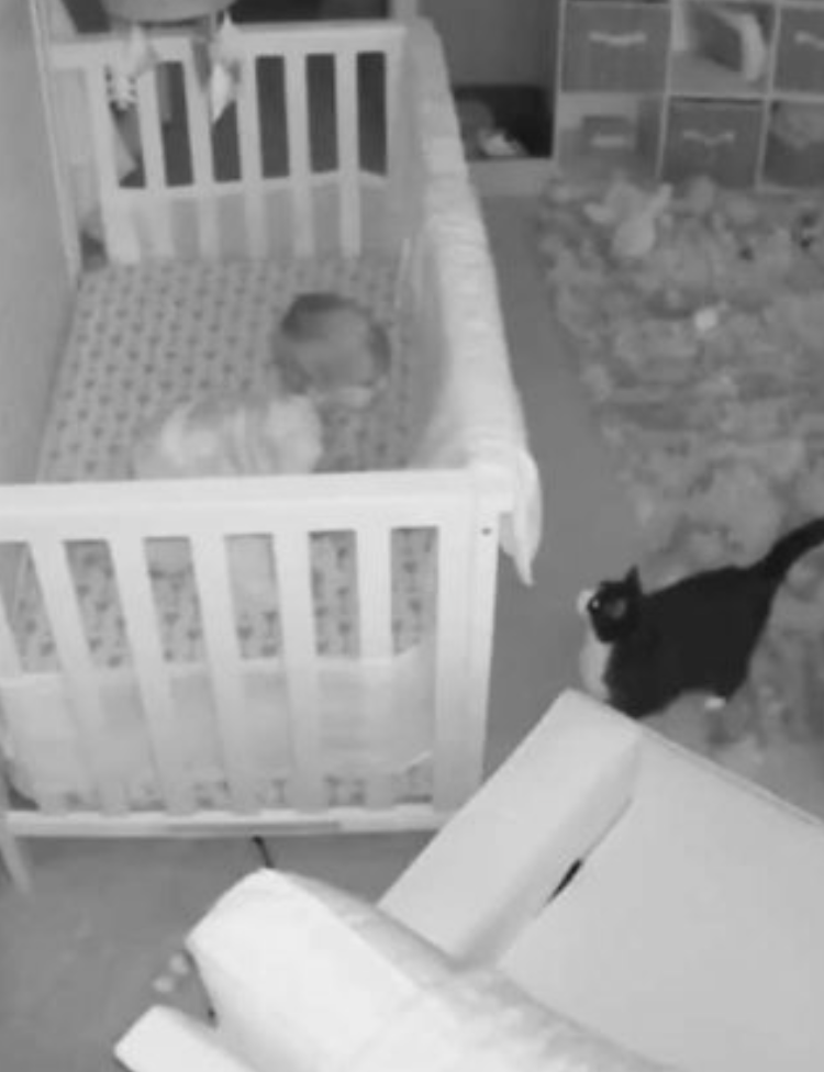半夜不睡覺！監視器拍下萌貓「與寶寶對喵」　網笑：奴才從小養起！