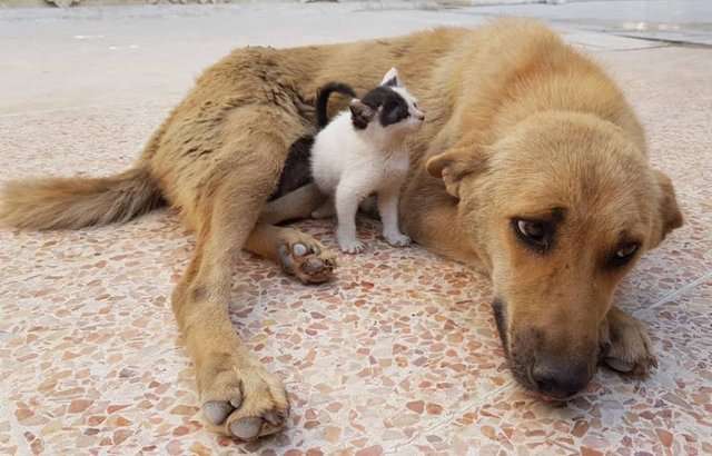 流浪狗媽媽孩子全夭折「每天都很悲傷」　直到小貓爬上身體…牠笑了