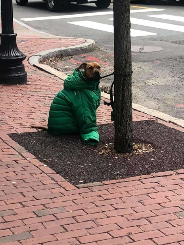 一分一秒都不想讓愛犬受寒　女子進郵局辦事...秒脫「身上唯一外套」給牠穿