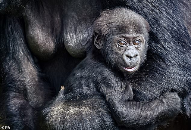 瀕危大猩猩生了！4個月猩寶好奇初見客　緊巴母猩猩身上：馬麻～他們是誰？