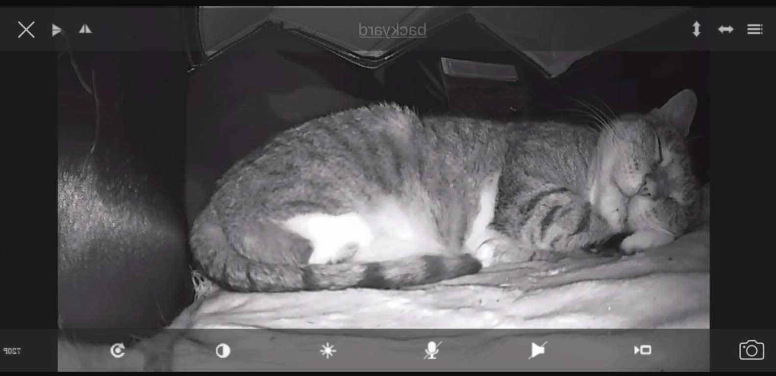 老爸討厭貓咪！幫餵食後卻「蓋房給浪貓」　內部還裝監視器：看牠有沒有回來睡？