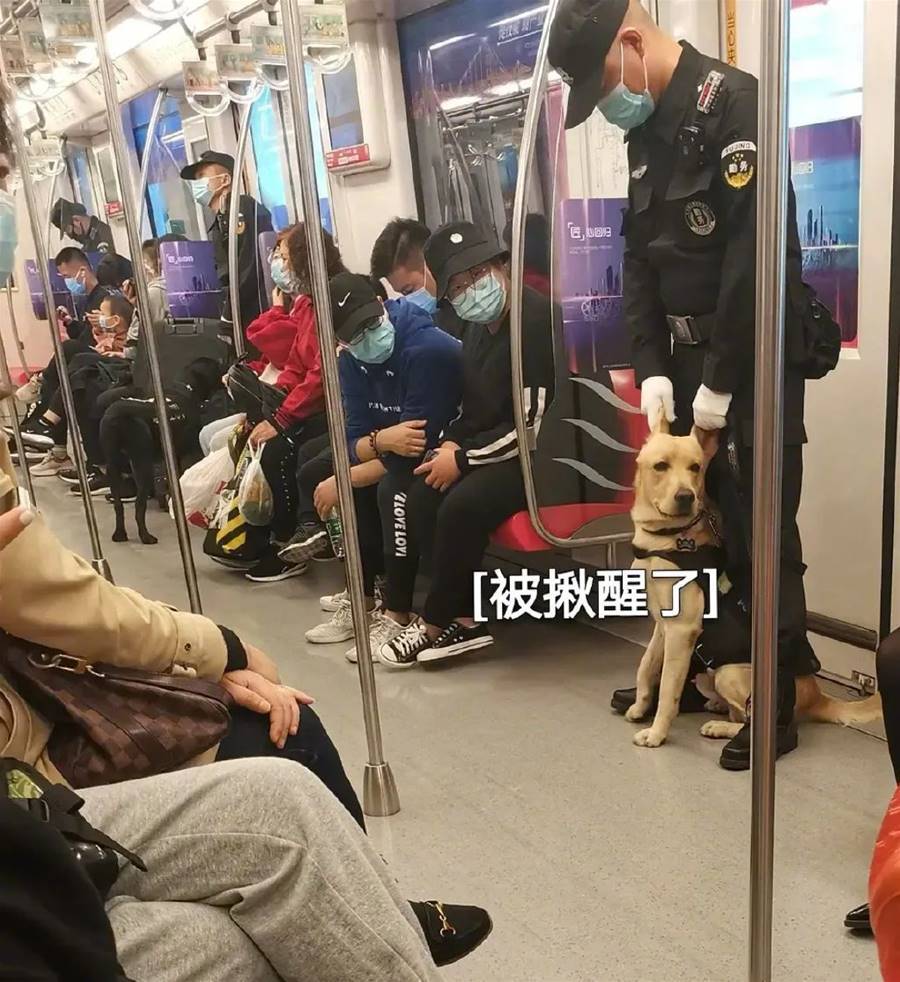 狗狗也不喜歡上班！警犬執勤摸魚被抓包　網見瞌睡模樣心疼：我替牠站！