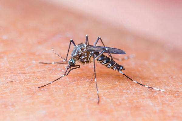 比爾蓋茲為了消滅蚊子砸上億　要牠們全部「交配到絕種」