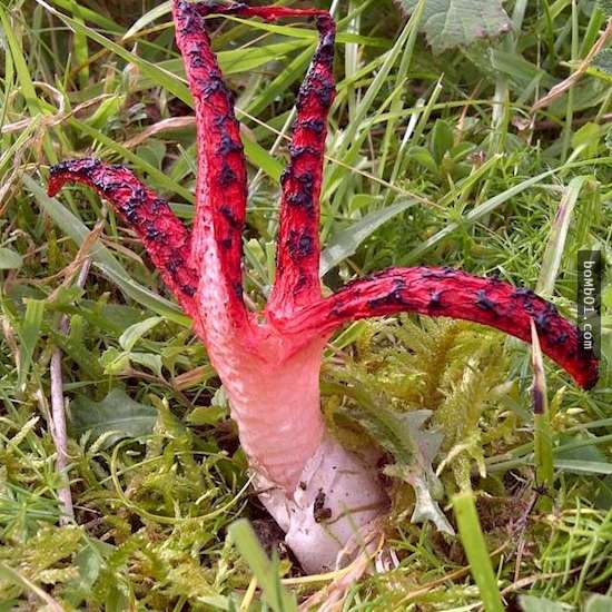 草叢中一個卵囊藏著鮮紅色的「觸角」令大家都很疑惑，孵化的過程就像是魔鬼正從地獄爬出來！