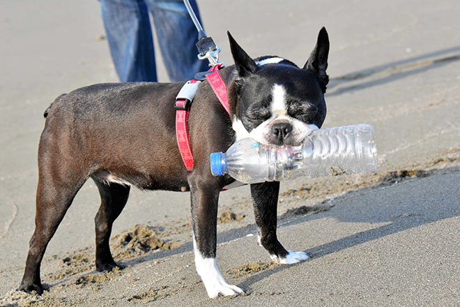 海灘垃圾太多「狗狗幫著淨灘」　5年撿3000塑膠瓶...主人：我也沒特別教