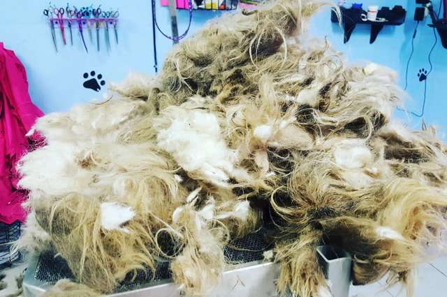 寵物美容院拾獲髒亂成一團的「流浪毛球」　美容師徹夜開工「把牠變回小美女了」
