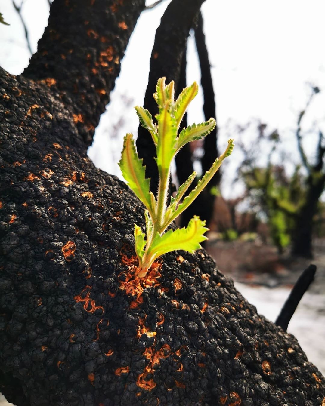 感人！澳洲大火後出現「重生奇景」　植物發芽、動物回歸畫面太美了