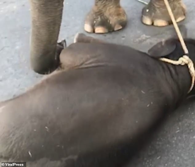 小象跟媽媽「被綁在一起」為遊客服務　受不了大熱天「累癱倒地」網友怒了